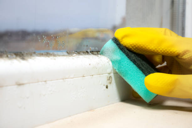 Best Basement Mold Remediation in Buckner, MO