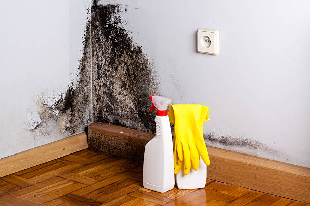 Best Bathroom Mold Remediation in Buckner, MO