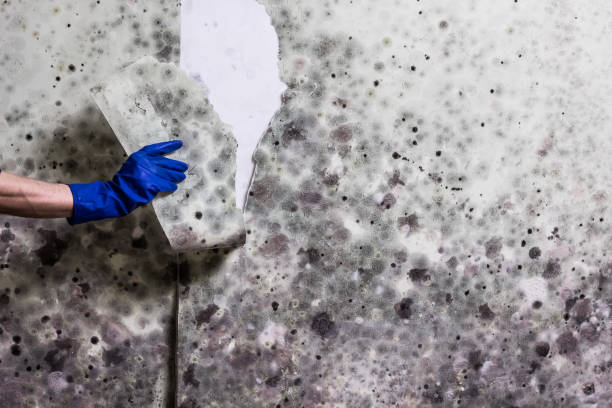 Best Crawl Space Mold Remediation in Buckner, MO